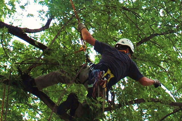Tree Trimming